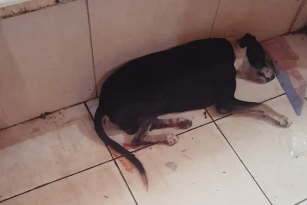 Cachorro é esfaqueado no Mercado da Caramuru, em Parnaíba