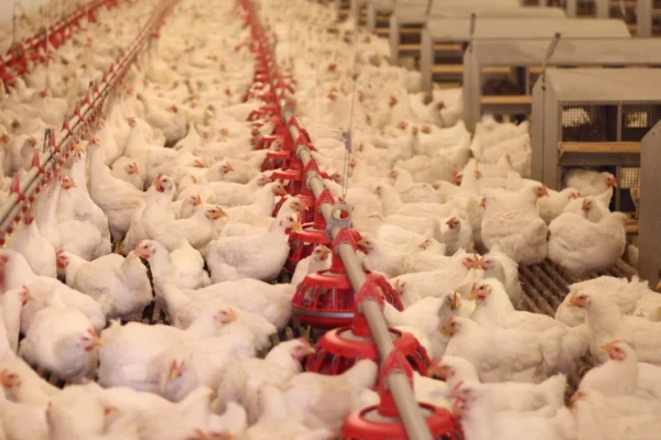 Sob suspeita de gripe aviária, três países suspendem importação de carne de frango do Brasil.