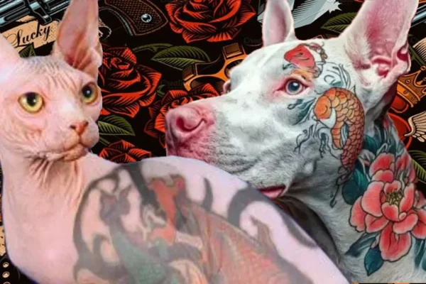 Governo sanciona lei que proíbe tatuagens e piercings em cães e gatos. Está avisado.