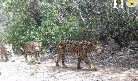 No Parque da Serra da Capivara, câmeras registram onça pintada com filhotes passeando.