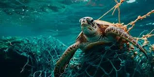 Projeto Tartarugas do Delta inicia atuação contra pesca fantasma em Tutóia no Maranhão.