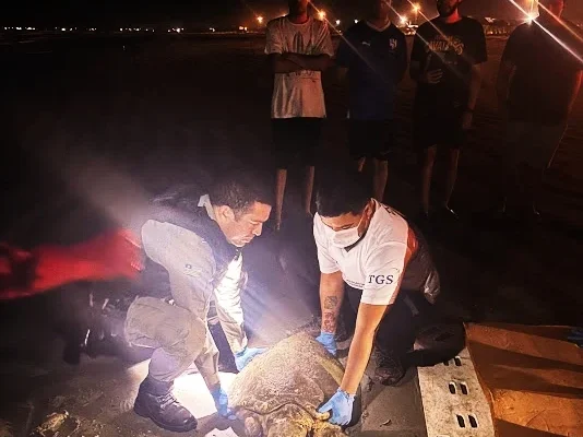 Policiais resgatam tartaruga marinha  encalhada na praia de Atalaia em Luiz Correia.