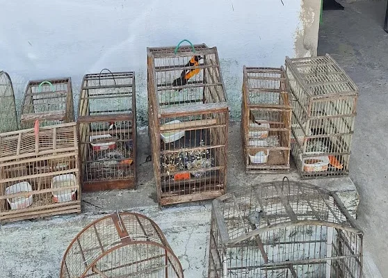 Várias gaiolas com pássaros silvestres são apreendidas no Sabiazal em Parnaíba.