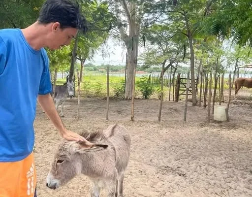 Ativista dos direitos dos animais em Parnaíba denuncia situação dos jumentos.