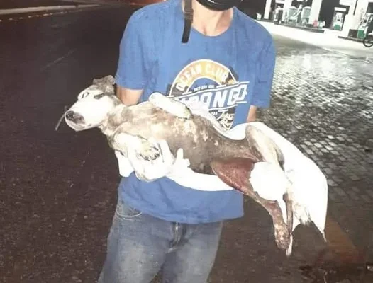 Jovem parnaibano luta sozinho pela causa animal. Merece nosso apoio e ajuda.