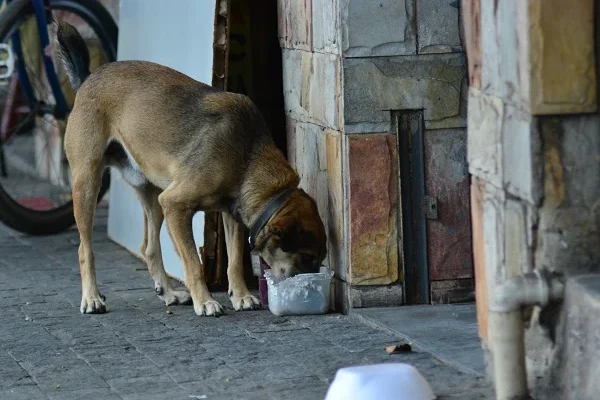 Projeto que cria programa de banco de rações para animais domésticos está sob análise no Piauí.