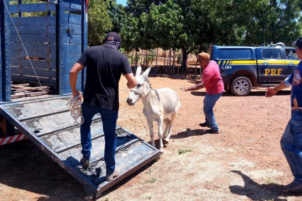 Operação Porteira Fechada é deflagrada pela SSP-PI no Piauí.