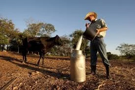 Parnaíba é o segundo maior produtor de leite no Piauí, segundo o IBGE.