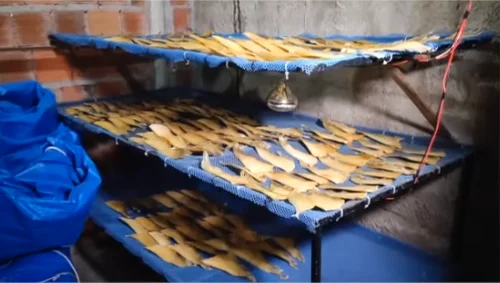 Chineses presos com barbatanas de tubarão têm liberdade concedida, mas vão cumprir medidas cautelares.