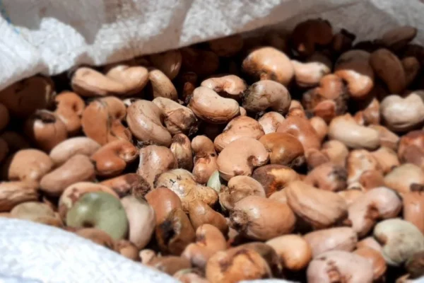 Produção de castanha de caju deixa cidade do Piauí na quarta posição no Brasil.