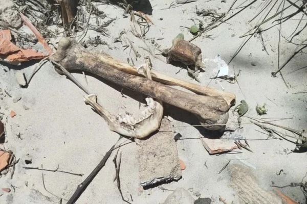 Pedreiros encontram ossada humana em obras na praia do Peito de Moça.