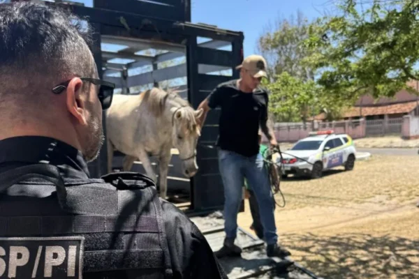 Pessoas são levadas para a delegacia e animais são apreendidos em Operação Porteira Fechada no litoral do Piauí.