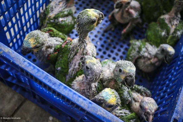 Superlotação em viveiro leva Ibama a suspender novas entradas de animais silvestres no Piauí..