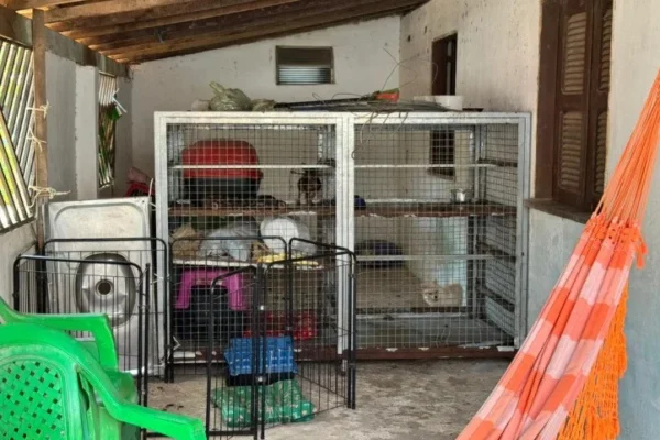 Cachorros desnutridos, desidratados e doentes são resgatados em canil clandestino em Parnaíba,  ambiente era sujo.