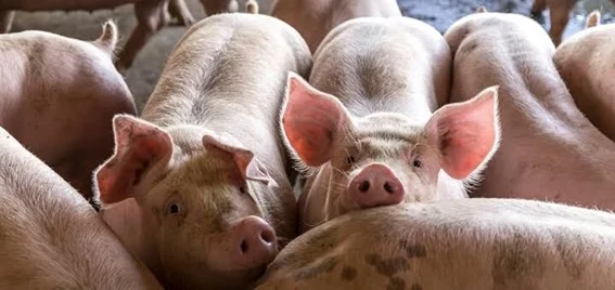 Piauí decreta emergência zoossanitária para prevenção da peste suína clássica.