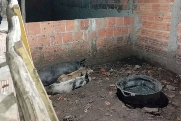 Abatedouro clandestino de animais é interditado em Parnaíba.