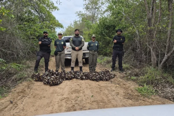 É desse jeito. Quase mil caranguejos são apreendidos durante fiscalização da Secretaria de Meio Ambiente em Parnaíba.