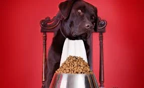 Grupo de escoteiros promove campanha de arrecadação de ração para animais.
