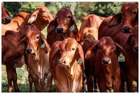 Adapi confirma novos casos de tuberculose bovina em Ilha Grande, no litoral do Piauí