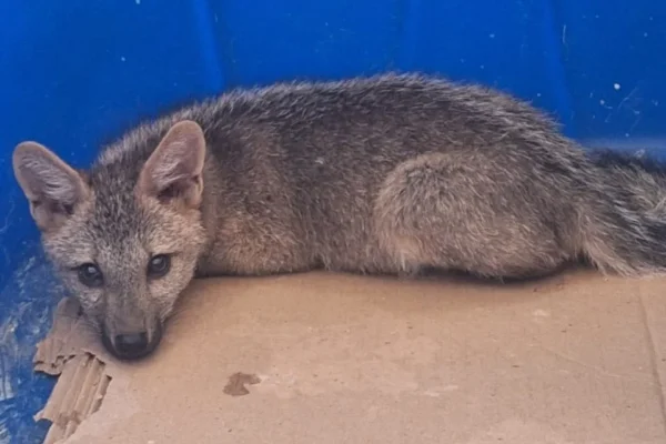 No Caxingó um filhote de raposa morde moradora dona da casa. Agora está na triagem.
