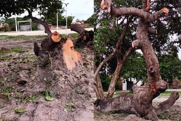 Numa hora dessas, Prefeitura corta cajueiros antigos na Estação Floriópolis na zona leste de Parnaíba.