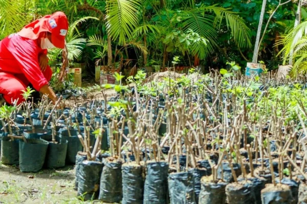 Projeto Plantando Sombras vai realizar mutirão de doação de mudas de árvores em Parnaíba.