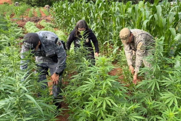 Polícia deflagra operação e localiza roça com 115 mil pés de maconha no interior do Piauí.