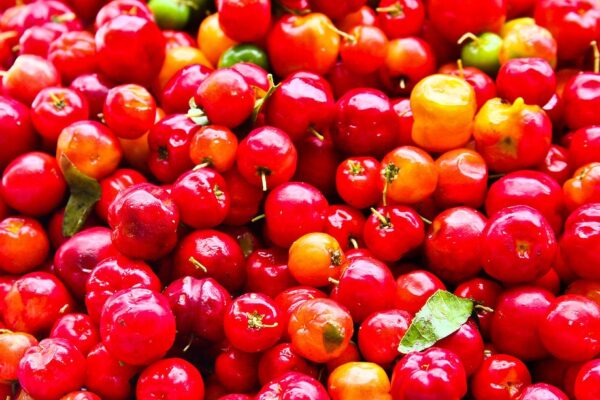 Cidade do Ceará abriga a maior fazenda de acerola do mundo com faturamento de R$ 160 milhões.