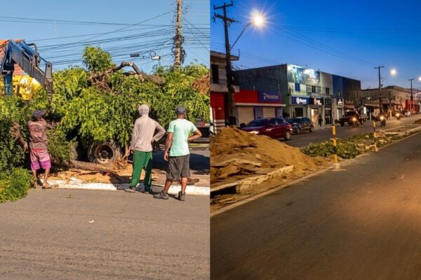 Derrubada de árvores no canteiro central da Avenida Pinheiro Machado revolta moradores em Parnaíba