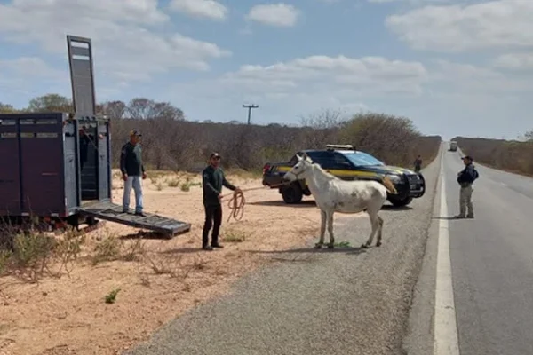 Polícia Rodoviária Federal recolhe animais soltos em vias públicas de Luís Correia.