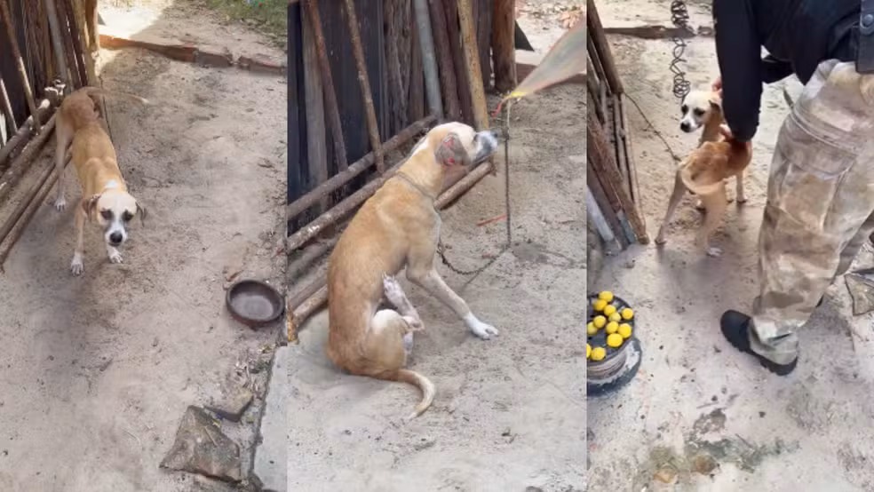 Homem preso por maus-tratos a cachorro fica proibido de adotar animais no litoral do Piauí