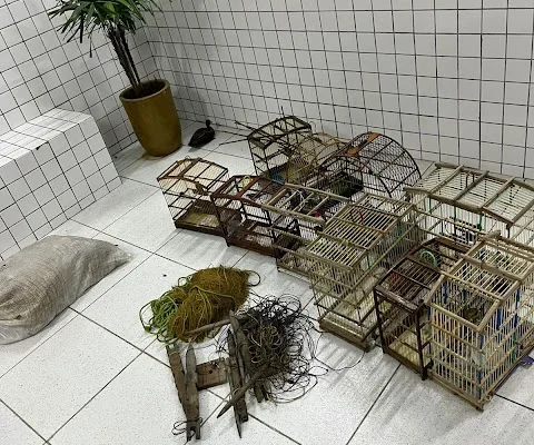 Mulher é detida com 40 aves silvestres mantidas ilegalmente em Buriti dos Lopes. Até marrecos..