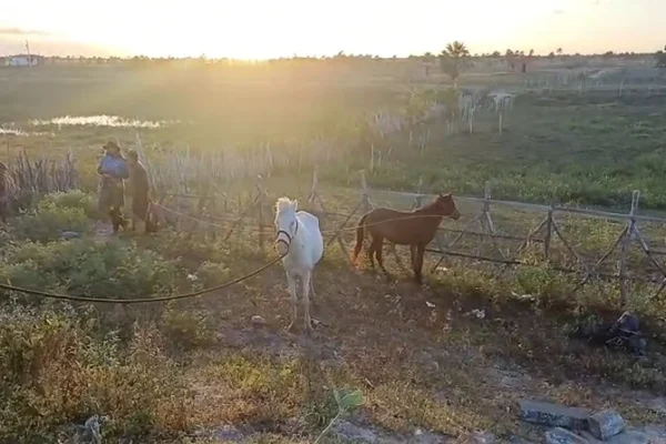 PRF retira quase 100 animais soltos em rodovias e vias de Luís Correia.