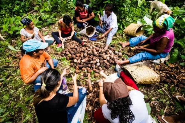 Lei reconhece quebradeiras de coco do Piauí como cultura nacional.