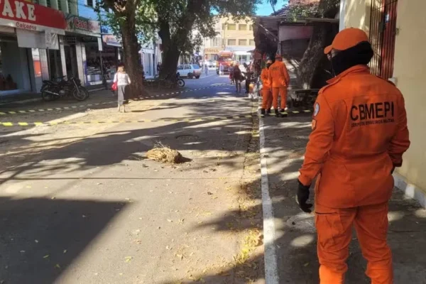Colmeia cai e deixa rua interditada por horas no centro comercial em Parnaíba