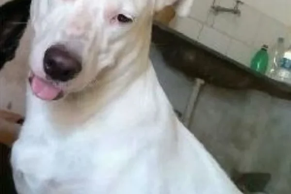 Cão assustado com fogos de artifício desaparece em Teresina há três dias. Dona pede ajuda.