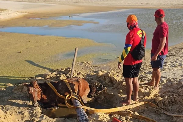 Cavalo preso nas dunas da Lagoa do Portinho quebra as pernas e veterinários aplicam eutanásia.