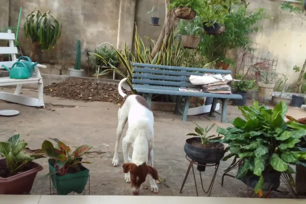 Castramóvel oferece atendimento gratuito para cães e gatos em Parnaíba até 2 de agosto.
