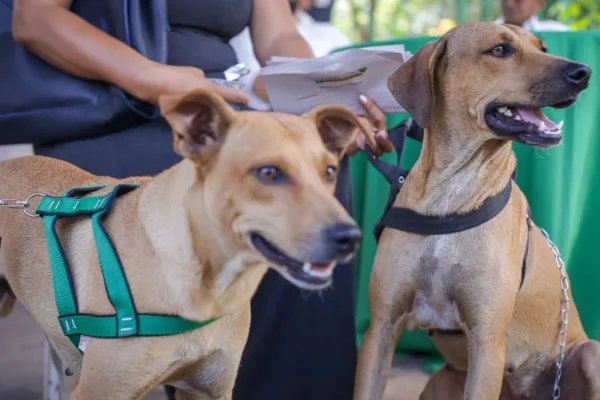 Mutirão de castração de 2 mil cães e gatos iniciou na quinta (23) em Parnaíba.