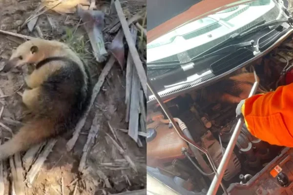 Tamanduá-mirim é encontrado dentro de motor de carro levado para revisão em Parnaíba
