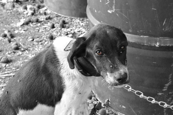Aprovado no Piauí projeto que proíbe o acorrentamento permanente de cães e gatos.